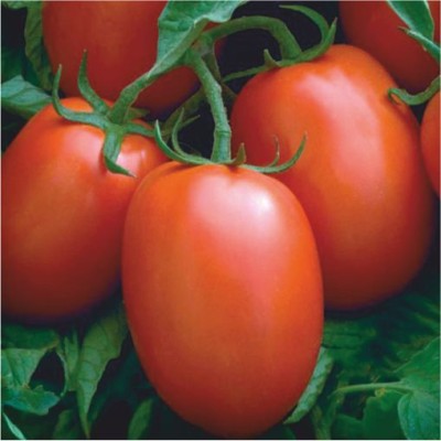 HY TOMATO ABHI-707